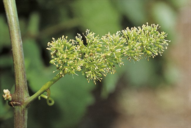 CHAMPAGNE FLEURY GILLE - Raisins en fleurs (juin)