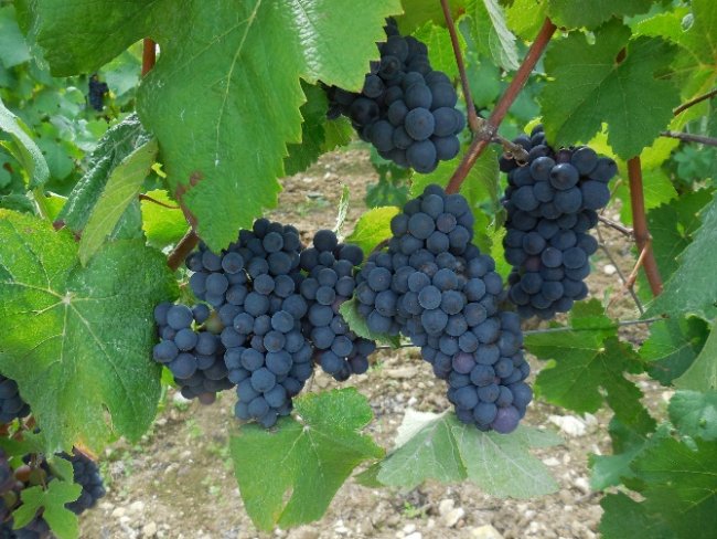 CHAMPAGNE FLEURY GILLE - Pinot Meunier